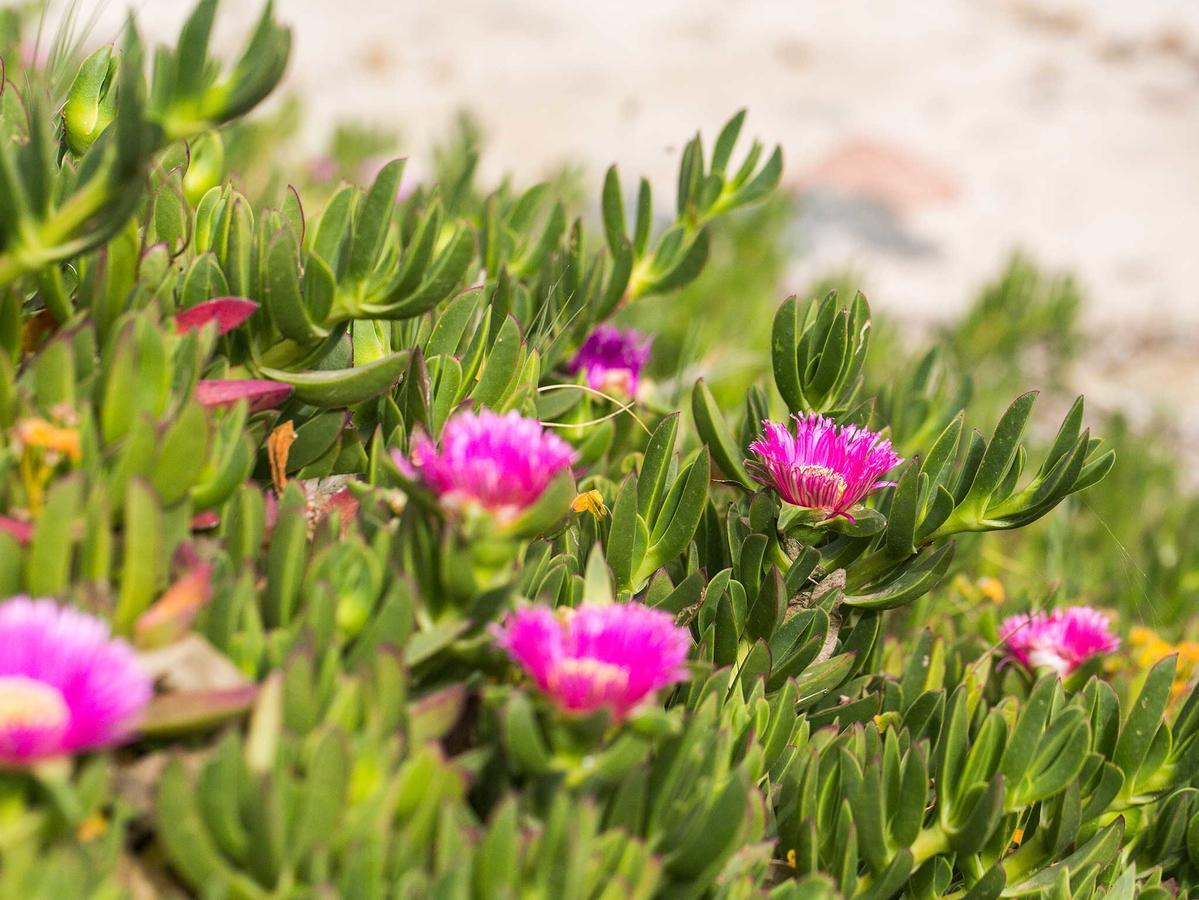 Campingplatz Cala D'ostia *